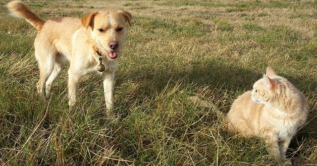 犬と猫の画像