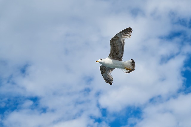 空を飛ぶ鳥の画像