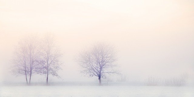 白い雪の林の画像